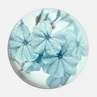 Plumbago is the language that my garden speaks in summer... Pin