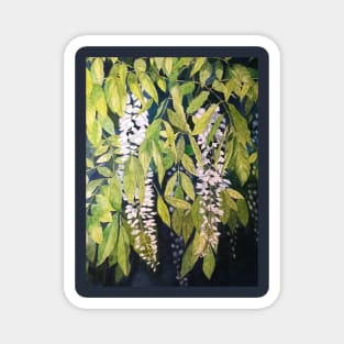 Wisteria watercolour painting Magnet