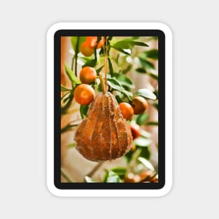 Pear in a Calamondin Tree Magnet