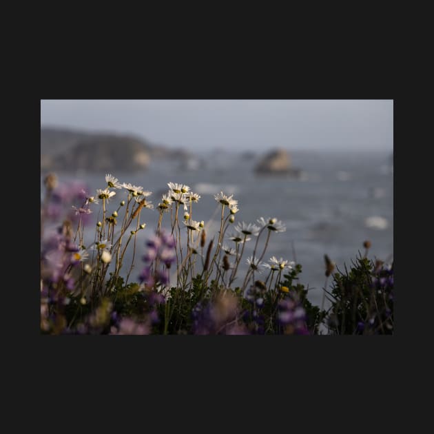 Wildflowers Over the Pacific by JeffreySchwartz