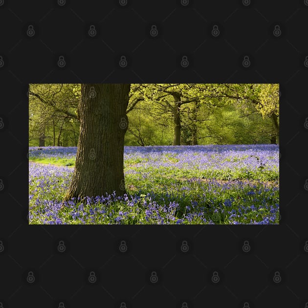 Bluebell Wood by Chris Petty