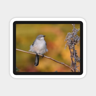 Mockingbird perched Magnet