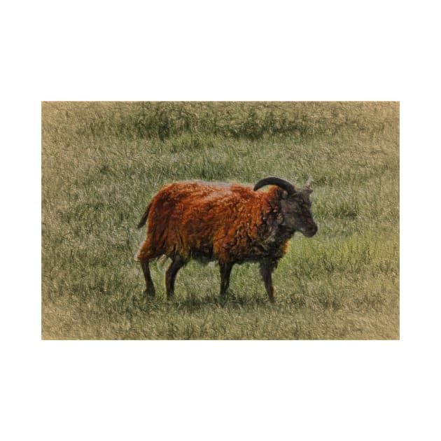 Soay Sheep by avrilharris