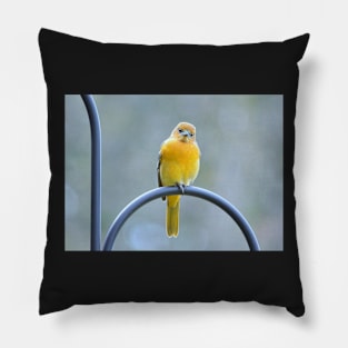 Sweet Young Oriole Pillow