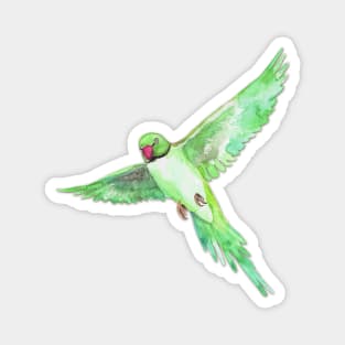 Indian Ringneck Parakeet Magnet