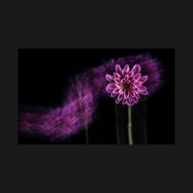 Pink Chrysanthemum Flower with Motion Blur and Black Background by TonyNorth
