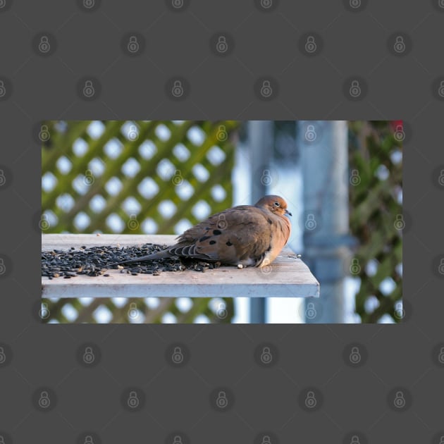 Sleepy Dove Enjoying Sunflower Seeds by BackyardBirder