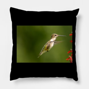 Ruby Throated hummingbird Pillow