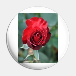 Deep Red Rose Bloom Pin