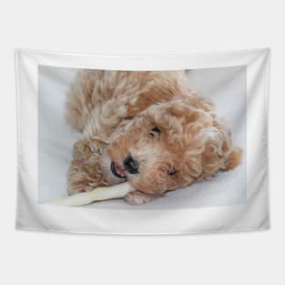 Maltipoo Puppy Tapestry