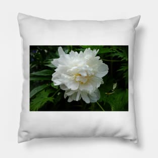 Winter Park Garden Study 3 Pillow