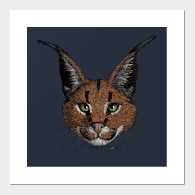Caracal - Caracal Cat - Posters and Art Prints | TeePublic Caracal - Caracal Cat - Posters and Art Prints | TeePublic