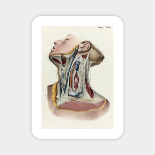 Neck fascia, 1866 illustration (C042/4634) Magnet