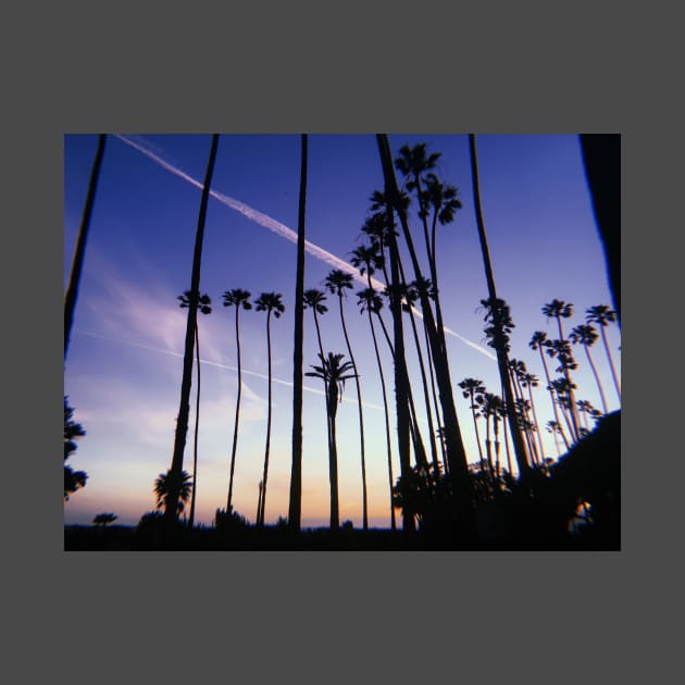 Palm Tree Sunset. Los Angeles CA by SoCalDreamin