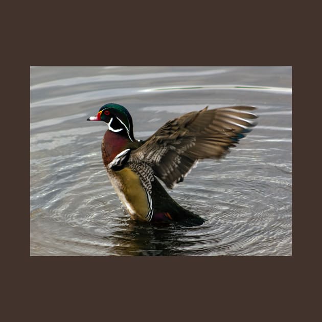Wood Duck Drake Showing Off by SeaChangeDesign