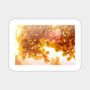Yellow maple leaves in autumn season Magnet