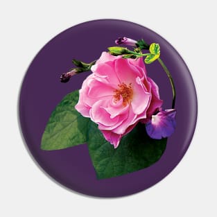 Roses - Pink Rose and Purple Morning Glories Pin