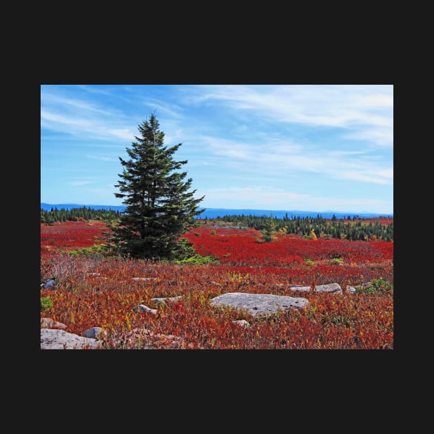 Lone Pine Tree by EileenMcVey