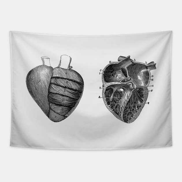 Heart Diagram - Dual View - Vintage Anatomy Tapestry by Vintage Anatomy Prints