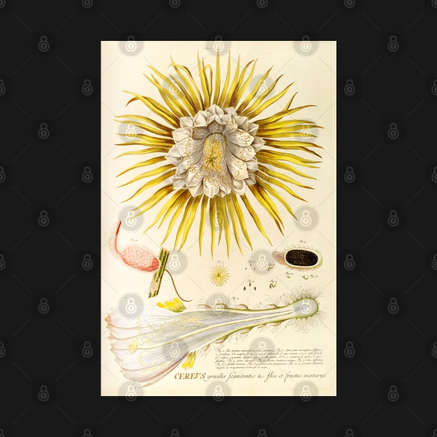 Night blooming Cereus flower dissectation - botanical illustration by chimakingthings