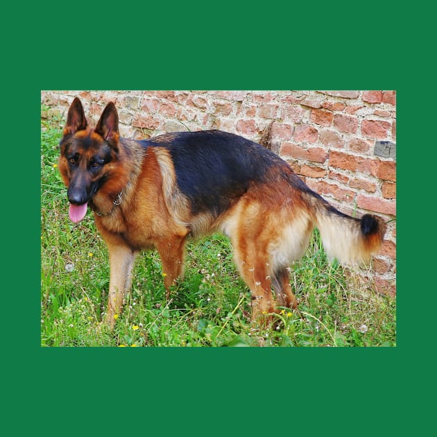 German Shepherd black and red full by Wanderingangel