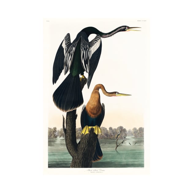 Black-bellied Darter from Birds of America (1827) by WAITE-SMITH VINTAGE ART