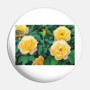 Yellow With Pink Tip Roses Pin