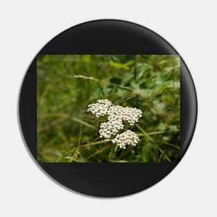 White bunch flowers in field Pin