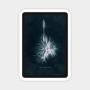 Cyanotype - Aloe Socotrina Magnet