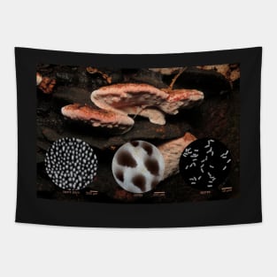 Rosy conk (Fomitopsis cajanderi) Tapestry