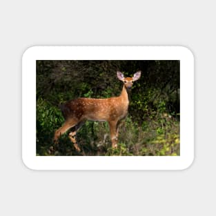 Fawn Times - White-tailed deer Magnet