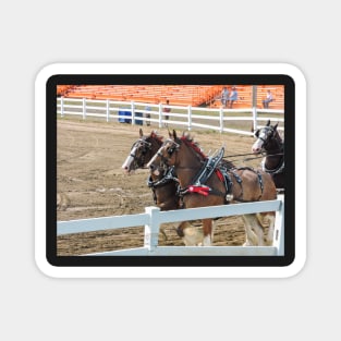 Horse show Magnet