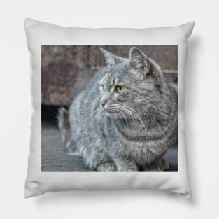 Feral grey cat Pillow