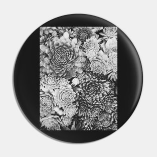 Succulent Plant Overhead Black and White Background Pin