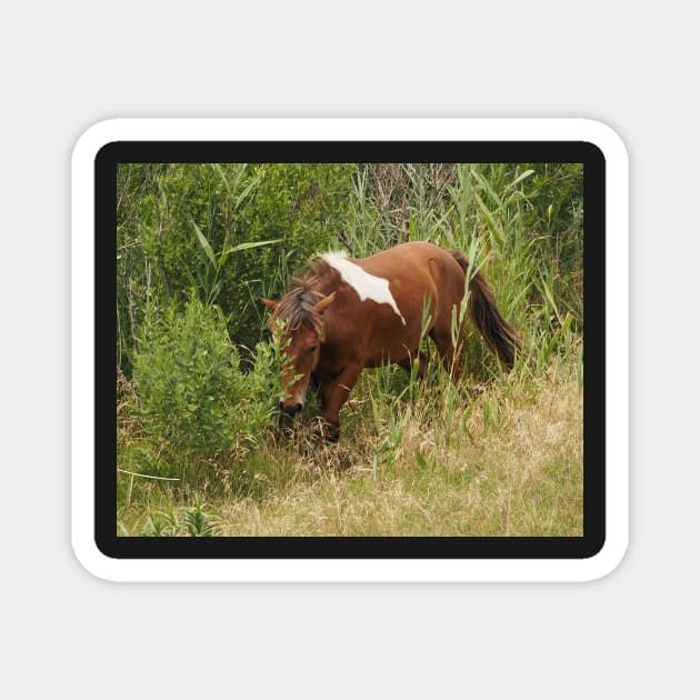 Assateague Pony in the Brush Magnet by Swartwout