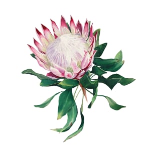 King protea flower T-Shirt