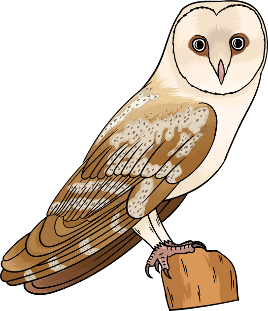 Barn owl bird cartoon illustration Kids T-Shirt by Cartoons of fun