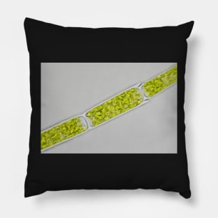 Green alga under microscope Pillow