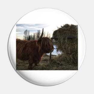 Scottish Highland Cattle Cow 2321 Pin