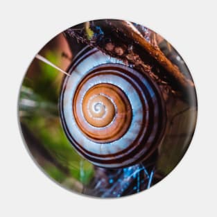 Hanging On. Macro Snail Shell Photograph Pin