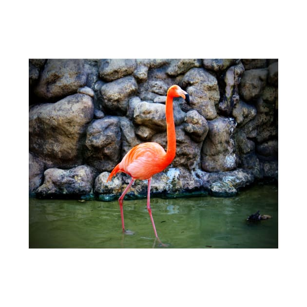 American Flamingo by Cynthia48