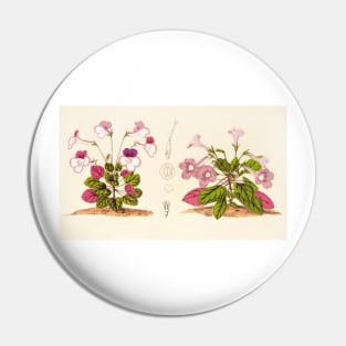 Sinningia concinna - Botanical Illustration Pin