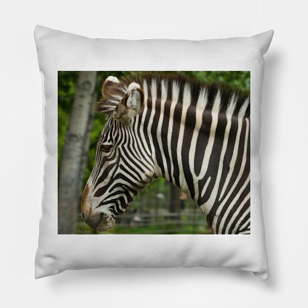 Zebra Head shot Pillow by StevenElliot