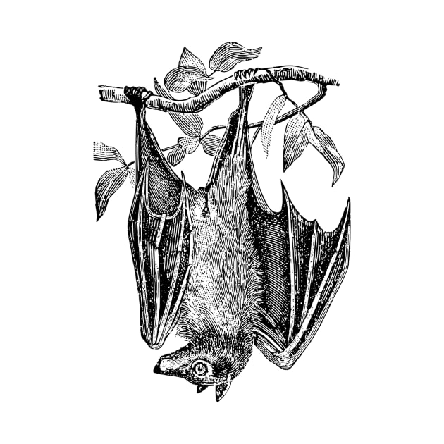 Upside Down Bat by Vintage Sketches