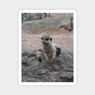 Meerkat Magnet