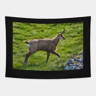 A male mountain goat in the early summer on a pasture Tapestry