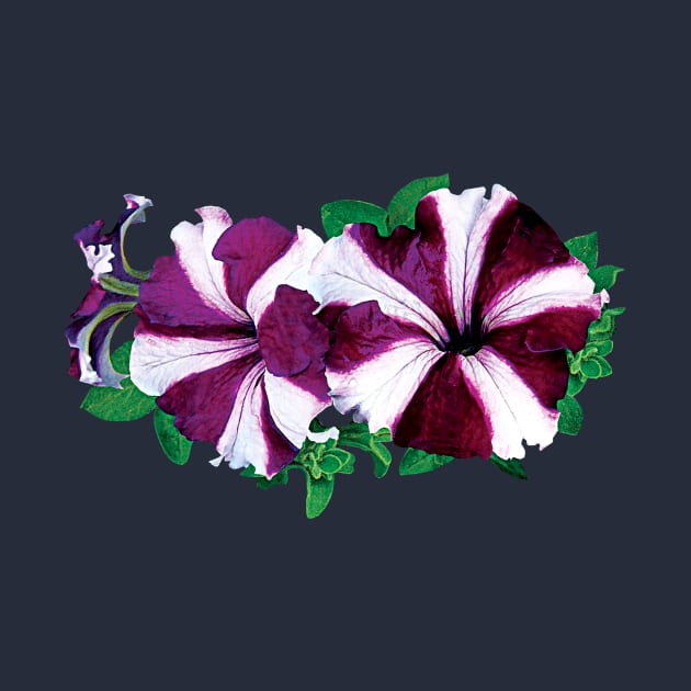 Petunias - Magenta and White Petunias by SusanSavad