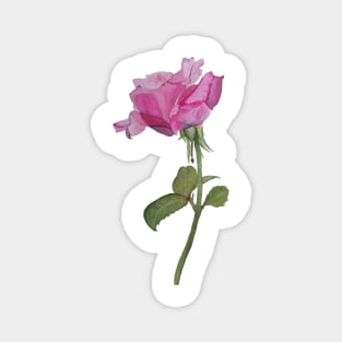 Watercolor rose Magnet