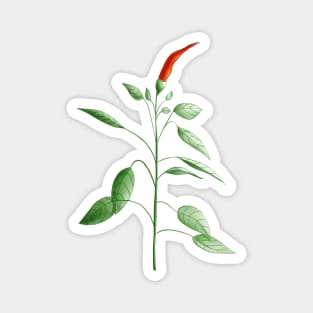 Hot Chili Pepper Plant Botanical Drawing Magnet