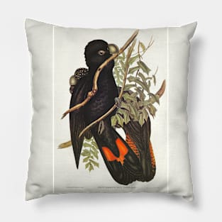 Western Black Cockatoo (Calyptorhynchus naso) Pillow